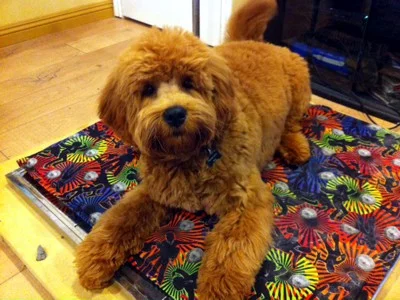 Prairie labradoodles cheap